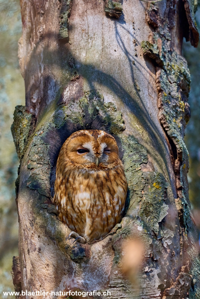 Waldkauz (Strix aluco) &copy; Oliver Bl&auml;ttler